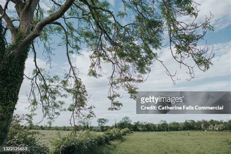 Overhanging Trees Photos and Premium High Res Pictures - Getty Images