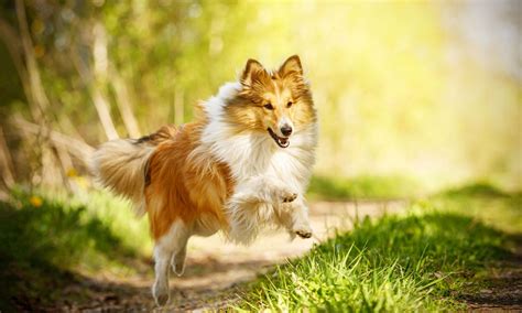 Does The Shetland Sheepdog Love Children