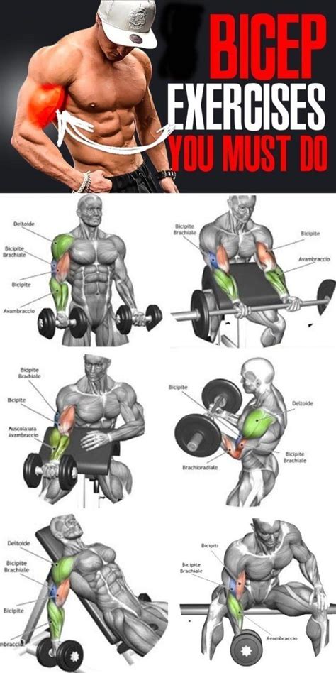 Pin de Sports star em Methods of Exercise | Guia de treino, Treino de braço, Exercicios para biceps