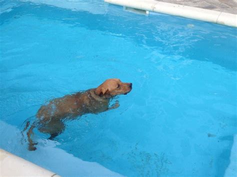 Swimming dogs | Dogs, Swimming