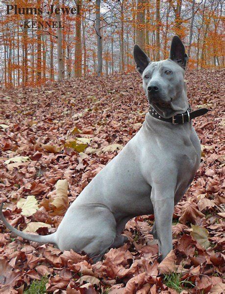 Phu Quoc ridgeback dog in the forest photo and wallpaper. Beautiful Phu Quoc ridgeback dog in ...