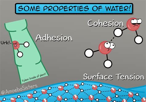 The Amoeba Sisters — A few of properties of the amazing water molecule!...