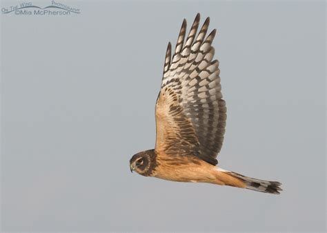 Juvenile Female Northern Harrier - The Eyes Have It - Mia McPherson's On The Wing Photography