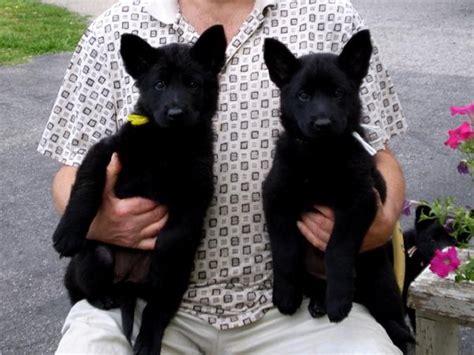 The German Shepherd: Solid Black German Shepherd Puppies