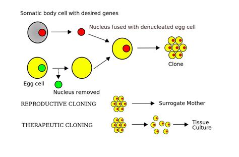 Human Cloning | Wrytin