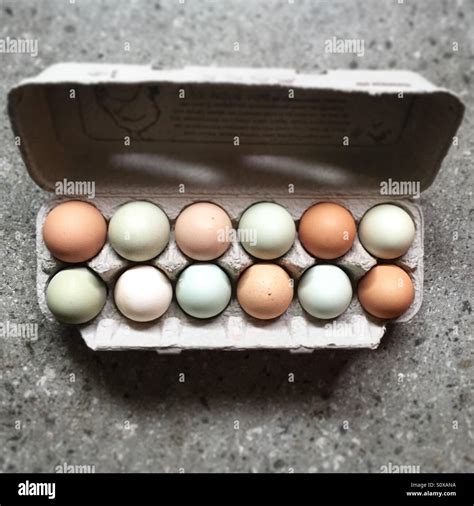 Free range organic eggs in carton Stock Photo - Alamy