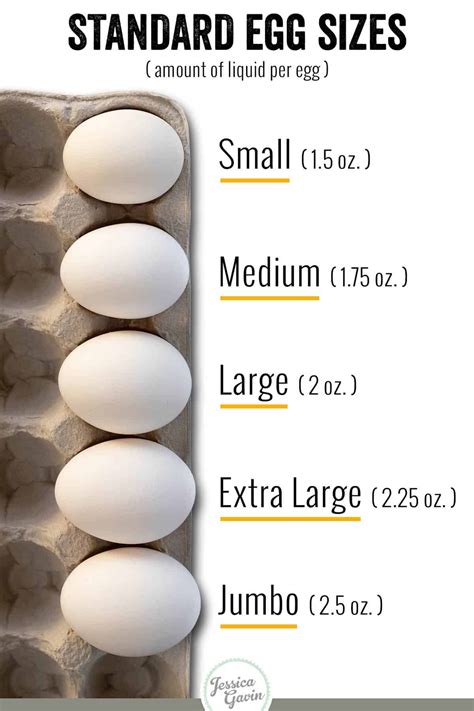 The Different Types of Eggs & Sizes | Types of eggs, Chicken eggs, Backyard chicken farming