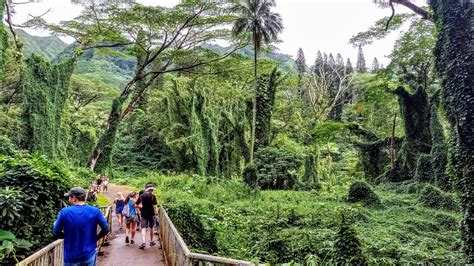 The Best Guide to Manoa Falls