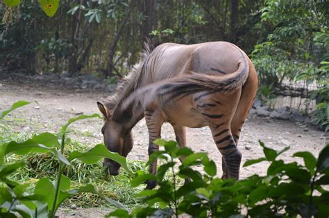 Manila Zoo - Manila