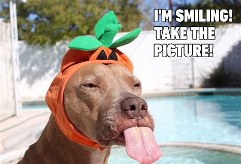 Hilarious Dog Memes You'll Laugh at Every Time Reader's