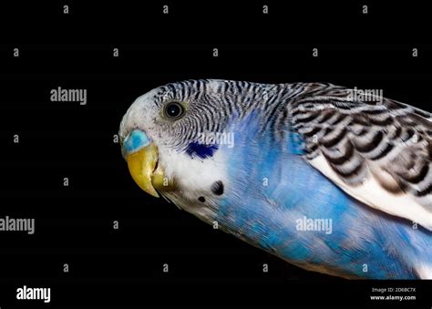 Closeup portrait colorful blue pet parakeet in cage Stock Photo - Alamy