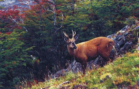 Adult huemul deer showing clearly the dark Yshaped facial pattern in... | Download Scientific ...