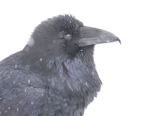 Raven profile in falling snow | The Urban Nature Enthusiast