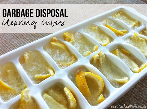 Homemade garbage disposal cleaning cubes | The Family Freezer