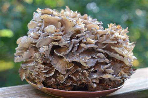 Maitake Mushroom (Hen of the Woods): The Best 10 Health Benefits