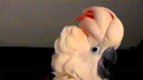 SCREAMING PARROT MAKES SCARY SOUNDS - YouTube