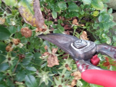 Shrub Pruning How To For Healthy Plants All Year Long