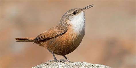 Bird of The Week: Canyon Wren – Kern Audubon Society