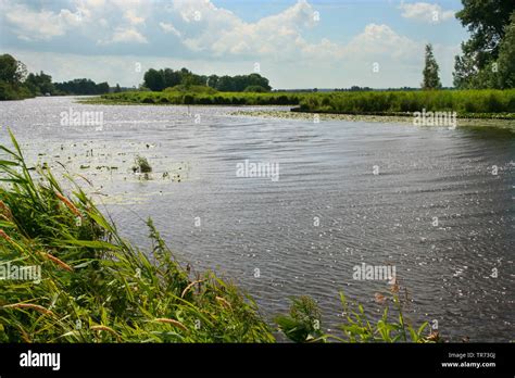 Daubenton's bat (Myotis daubentoni, Myotis daubentonii), inshore water, bat habitat, Netherlands ...