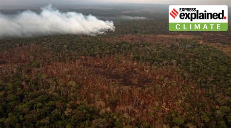 Explained: Why the Amazon forests are no longer acting as a carbon sink | Explained News - The ...