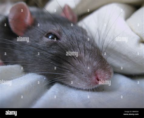 Close up of a pet rat's nose Stock Photo - Alamy