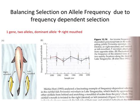 PPT - Selection on phenotype/behavior changes the underlying genetics (allele frequencies ...