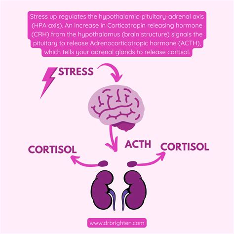 The Connection Between High Cortisol Levels and Cognitive Function