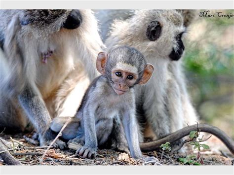 Vervet monkeys invade Beverley | Fourways Review