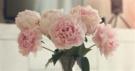 Peony Flower Meaning: Fun Facts About the Bloom - PureWow