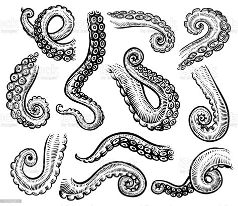 Tentacles of octopus, vector hand drawn collection of illustrations ...