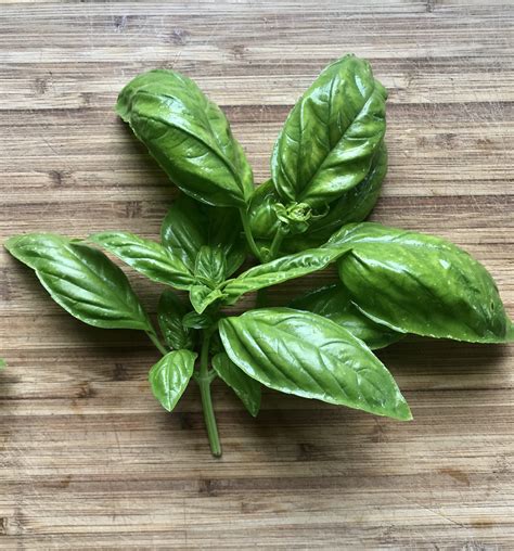 Fresh Basil in Louisville - homegrown by Splendor in The Ville