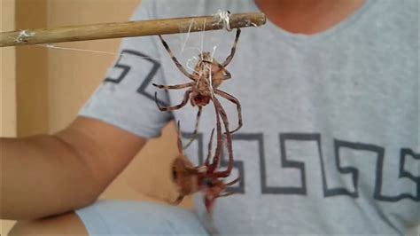 Spider Fight in the PHILIPPINES (Intense Battle) - YouTube