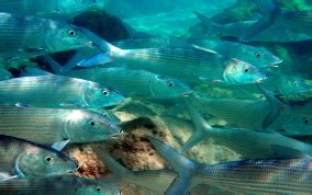 Bonefish - Albula vulpes - Caribbean Fish Identification USVI