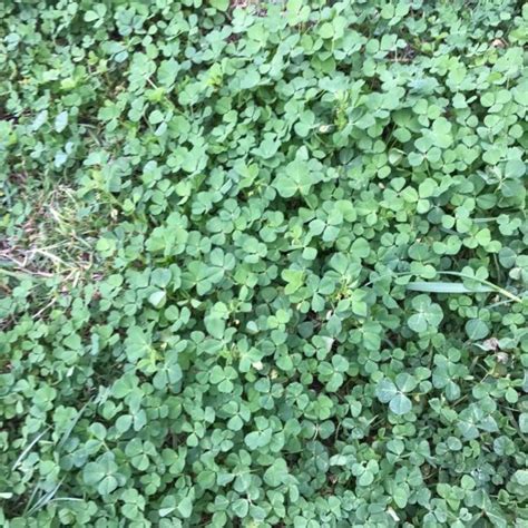 Clover (Trifolium Repens) - Weed Identification - Lawn Addicts