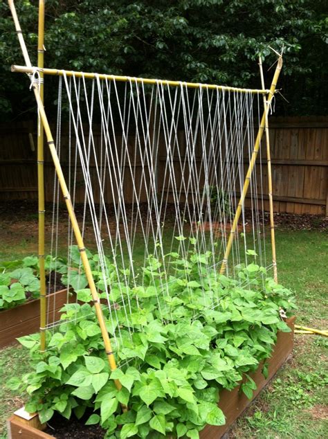 How To Build A Trellis For Beans - Encycloall