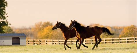 Horse Run-In Shed: What You Need To Know In 2024