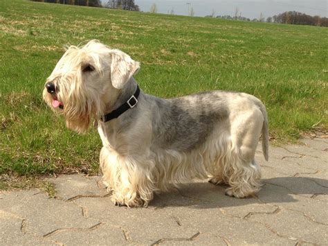 Cesky Terrier: Dog Breed Information, Facts and Pictures | Dog Lover India