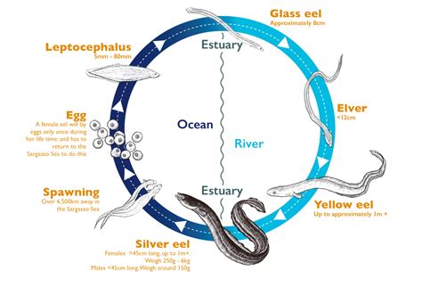 Complex Life Cycle of an Eel – Thames Rivers Trust