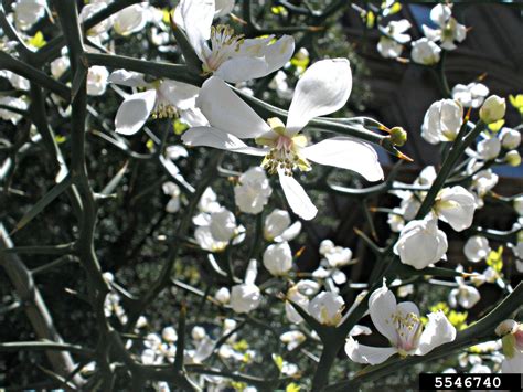 trifoliate orange (Citrus trifoliata)