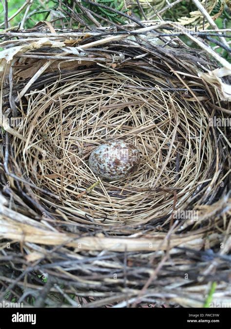 Sparrow Bird Eggs