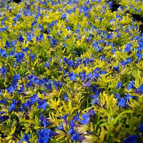 Lithodora Gold ‘N Sapphires | TERRA NOVA® Nurseries, Inc.