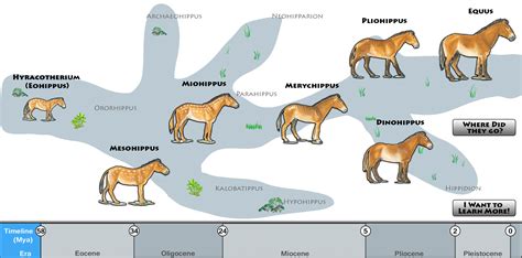 Evolutionary journey of the modern horse