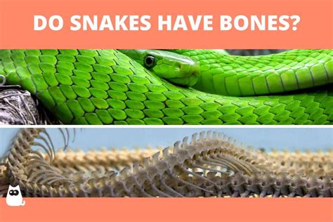 Do Snakes Have Bones? - Anatomy of a Snake Skeleton