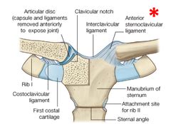 AK T3 Sternoclavicular (S-C) Joint flashcards | Quizlet