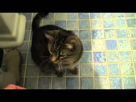 Cat Tricks - 1Funny.com