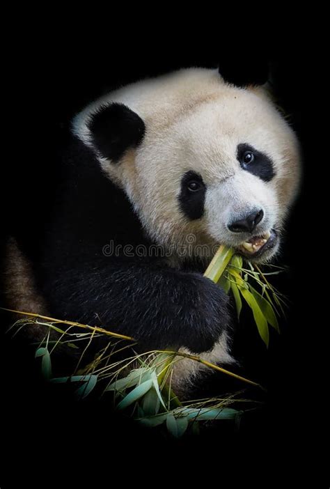 Giant Panda Bear Eating Bamboo on Black Background Stock Photo - Image ...