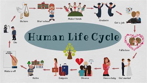 Human Life Cycle Vocabulary In English Human Life Cycle Life Cycle ...