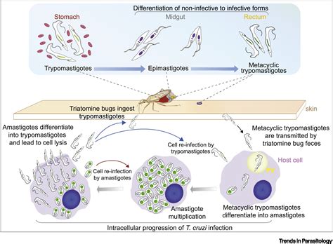 Trypanosoma cruzi: Trends in Parasitology