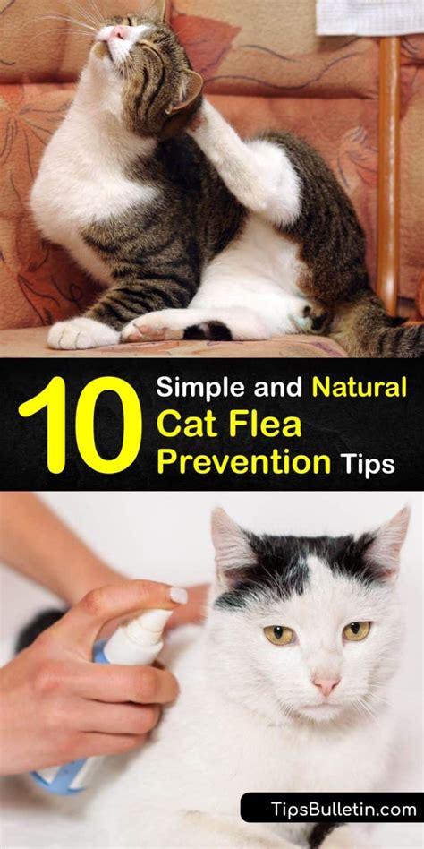 Preventing Fleas on Cats - Natural Tips for Cat Flea Prevention