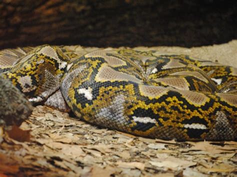 Fun Green Anaconda Facts For Kids | Kidadl